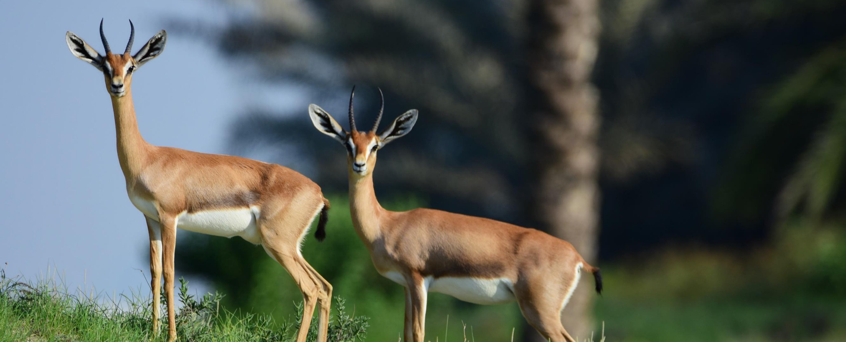 Arabian gazelles in native landscape near Marsa Al Saadiyat
