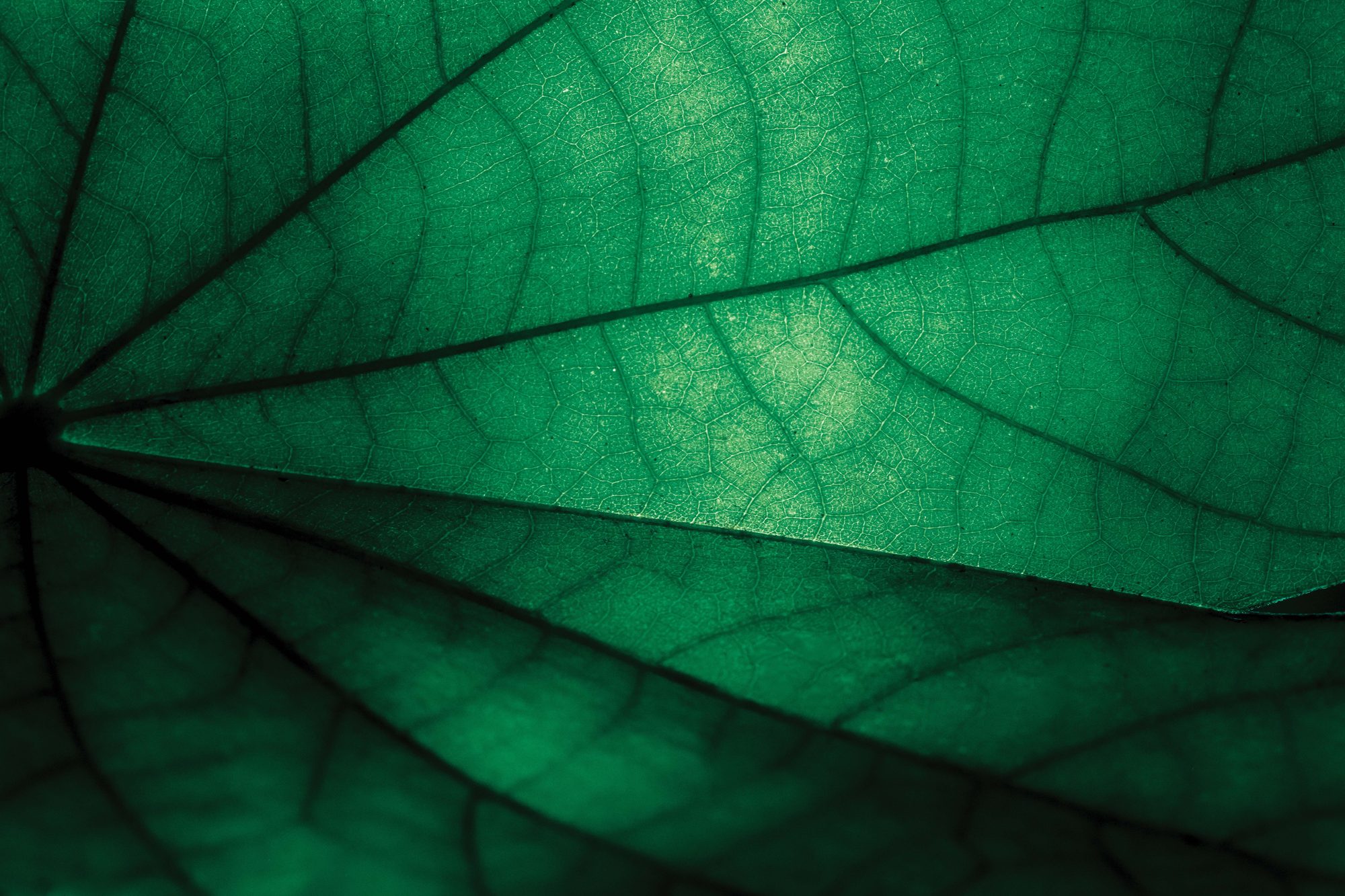 Garden Living, Re-Imagined — close detail of green foliage, the design language behind The Terraces at Sobha City